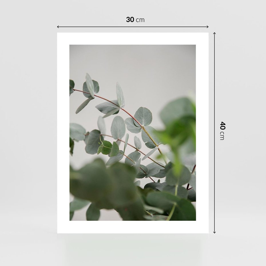 Plakat bez ramy 30x40 - Liście eukaliptusa w naturze - eukaliptus, liście