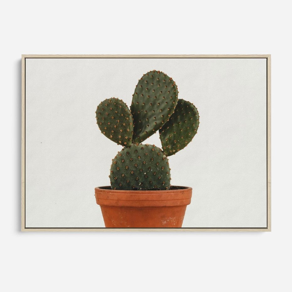 Obraz w ramie 70x50 - Kwiatowy taniec kaktusa - kaktus, kwiat - rama drewno