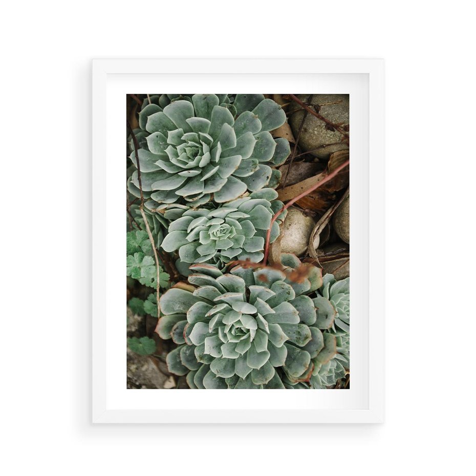 Plakat w ramie 40x50 - Zielona Uroda Sukulentów - sukulenty, zielone liście - rama biała