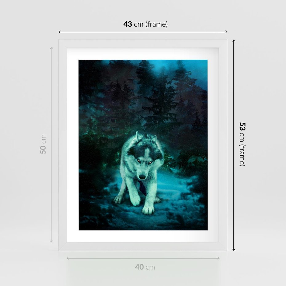Plakat w ramie 40x50 - Siła i wdzięk natury - wilk, husky - rama biała