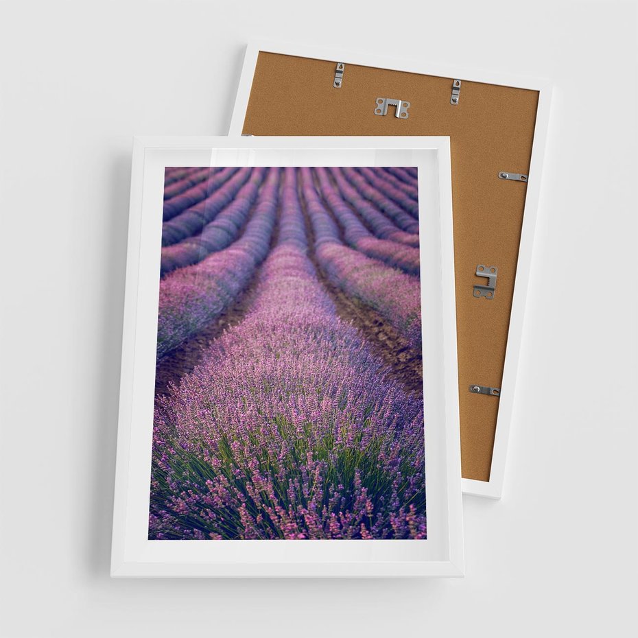 Plakat w ramie 50x70 - Pole Lawendy w Pełnej Krasie - pole lawendy, kompozycja - rama biała