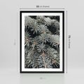 Plakat w ramie 50x70 - Zima na Gałęziach - sosnowe gałęzie, igły - rama czarna