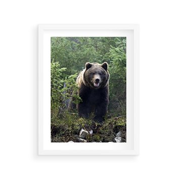 Plakat w ramie 50x70 - Spotkanie z Niedźwiedziem w Lesie - niedźwiedź, las - rama biała