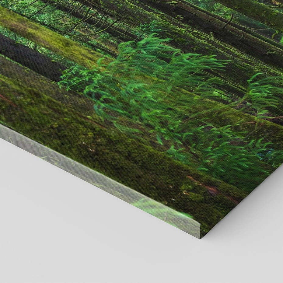 Obraz na płótnie 70x50 - Mistyka leśnej głuszy - las, drzewa