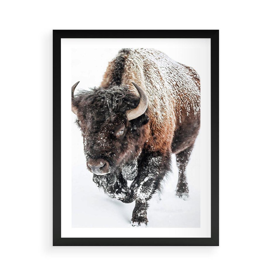 Plakat w ramie 50x70 - Zimowy Władca Puszczy - żubr, bizon - rama czarna