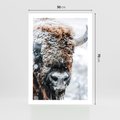 Plakat bez ramy 50x70 - Żubr w Krainie Śniegu - żubr, zima