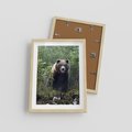 Plakat w ramie 30x40 - Spotkanie z Niedźwiedziem w Lesie - niedźwiedź, las - rama drewno