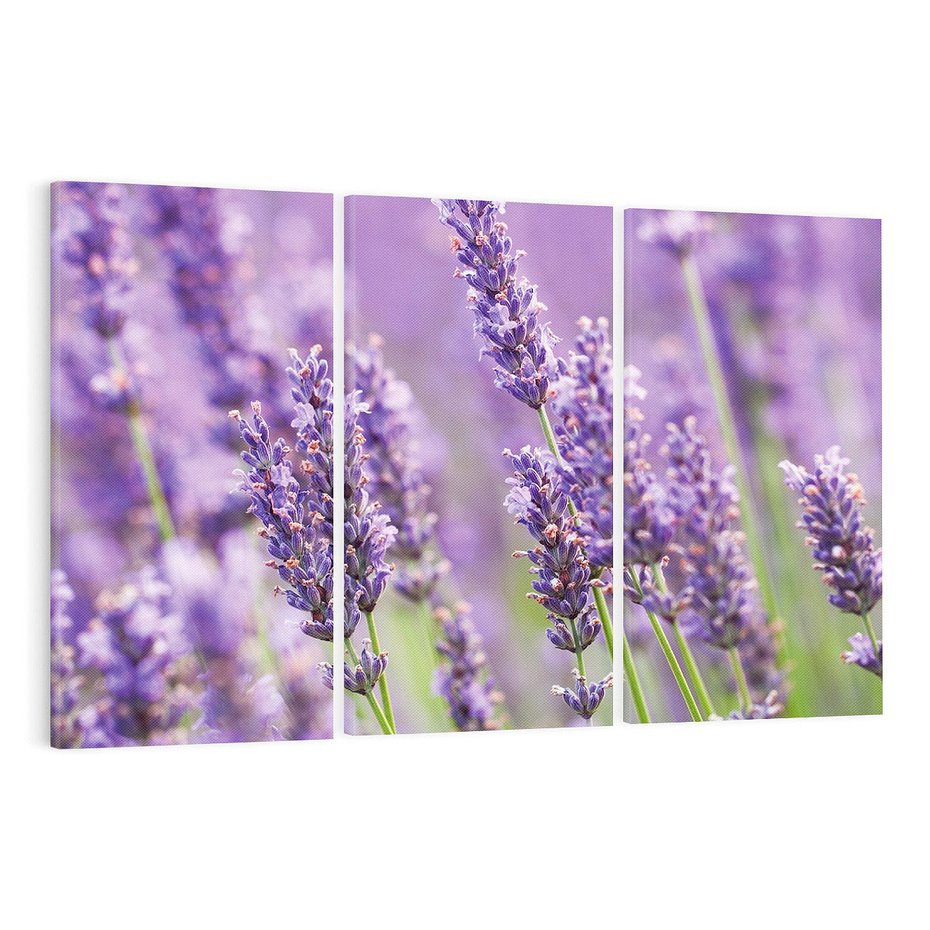 Obraz na płótnie 120x80 - Urok lawendy - lawenda, kwiaty