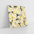 Obraz na płótnie 60x60 - Delikatność Kwiatowej Przyrody - stokrotki, kwiaty