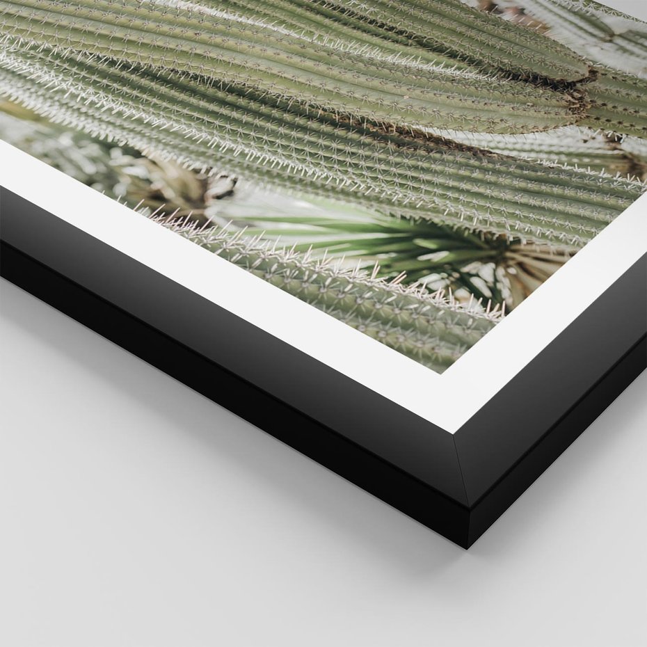 Plakat w ramie 50x70 - Duże Kaktusy w Pejzażu - kaktus, duże kaktusy na pustyni - rama czarna