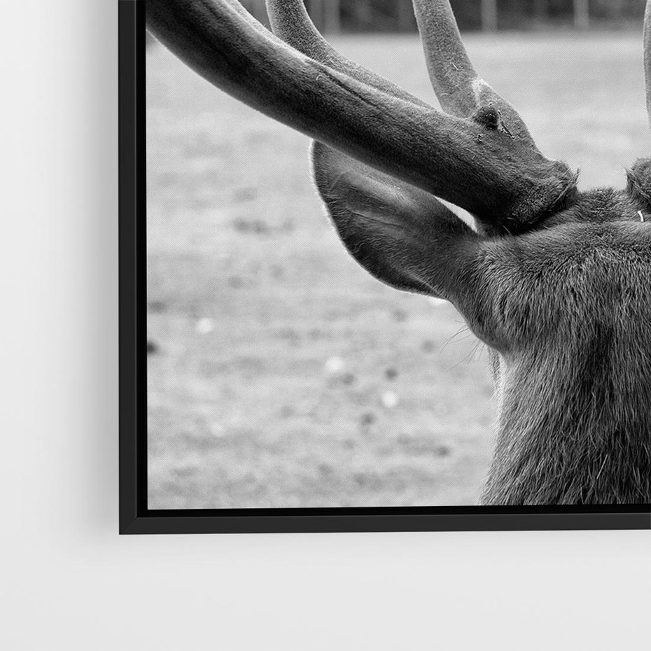 Obraz w ramie 50x50 - Przygubione motyle marzeń - fotografia czarno biała, młody jeleń w zagrodzie - rama czarna