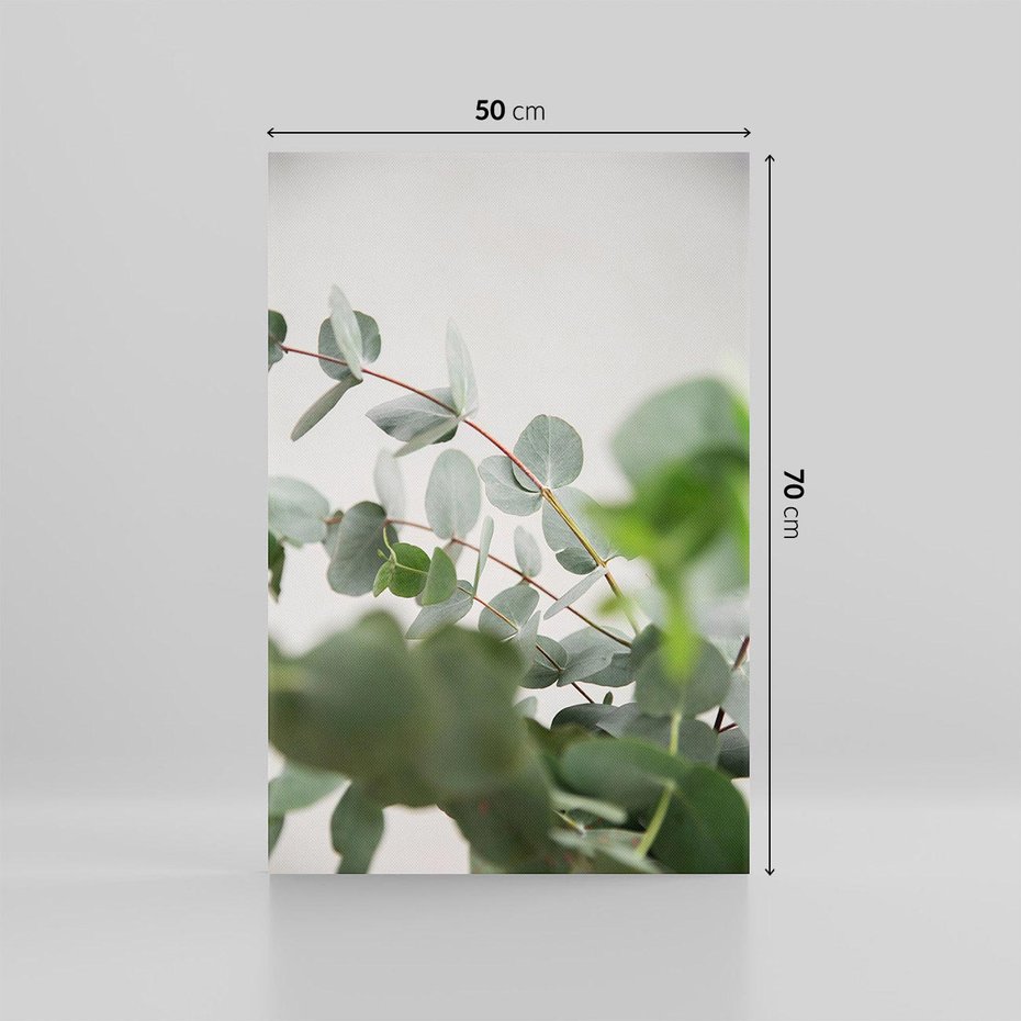 Obraz na płótnie 50x70 - Liście eukaliptusa w naturze - eukaliptus, liście