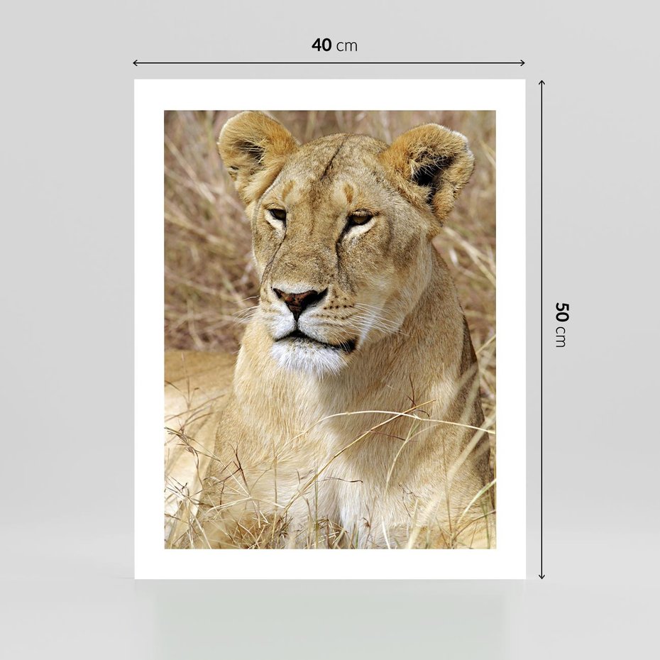 Plakat bez ramy 40x50 - Potęga lwów w Afryce - lew, lwica
