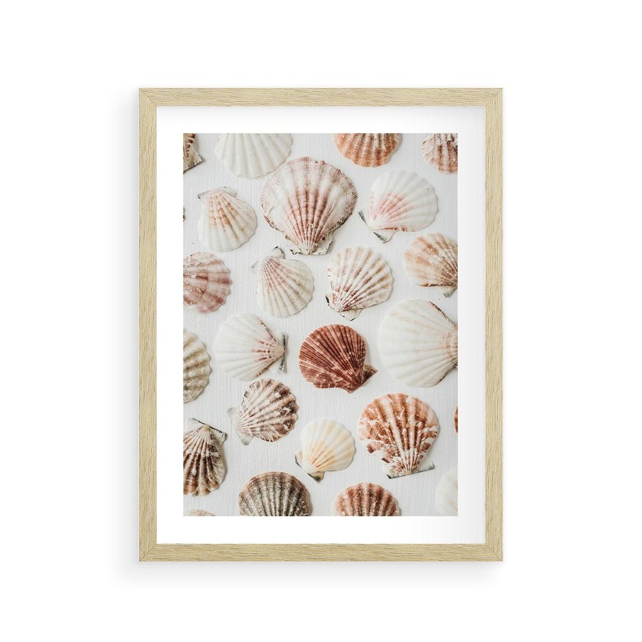 Plakat w ramie 30x40 - Morska Delikatność: Muszelki na Białym Tle - kompozycja, morskie muszelki na białym tle - rama drewno