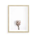 Plakat w ramie 30x40 - Suszona Roślina na Białym Tle - minimalizm, suszona roślina - rama drewno