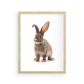 Plakat w ramie 50x70 - Delikatna Zwierzęca Uroda - królik, zwierzę - rama drewno