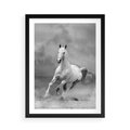 Plakat w ramie 50x70 - Elegancja w Czarno-Białym - koń, biało - rama czarna