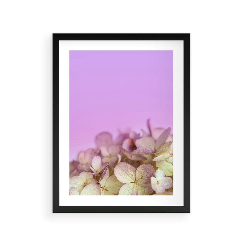 Plakat w ramie 30x40 - Kwiatowa Uroda - kwiaty, hortensje - rama czarna