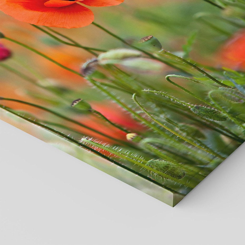 Obraz na płótnie 50x70 - Makowa Pasja - maki, kwiaty