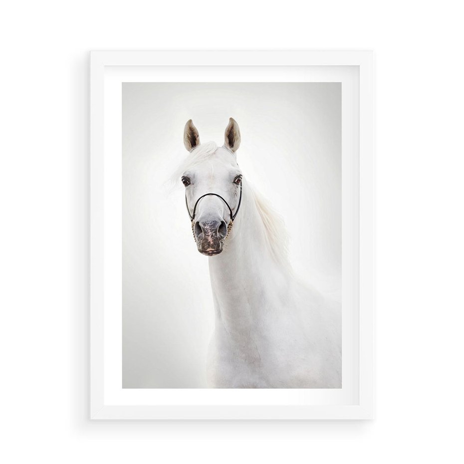 Plakat w ramie 50x70 - Elegancja białego konia - biały, koń - rama biała