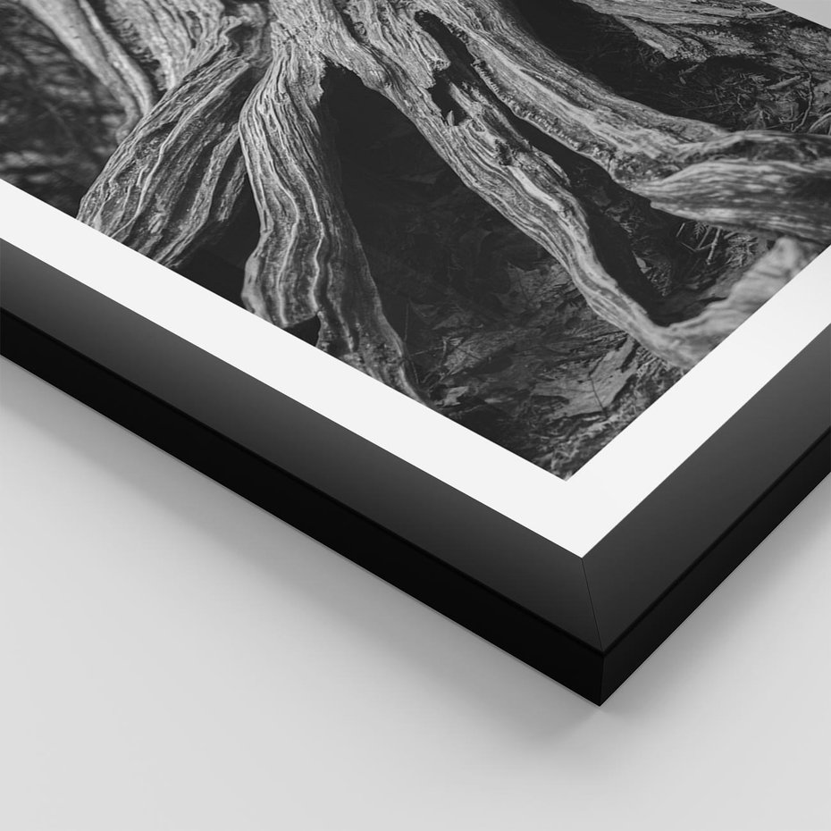 Plakat w ramie 30x40 - Siła Natury - czarno biała fotografia, korzenie wielkiego drzewa - rama czarna