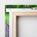 Obraz na płótnie 30x30 - Lawenda magia purpury - lawenda, kwiaty