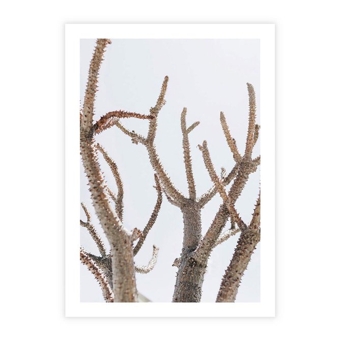 Plakat bez ramy 21x30 - Pustynna Harmonia Gałęzi - pustynna roślina, suche gałęzie