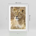 Plakat w ramie 50x70 - Potęga lwów w Afryce - lew, lwica - rama biała