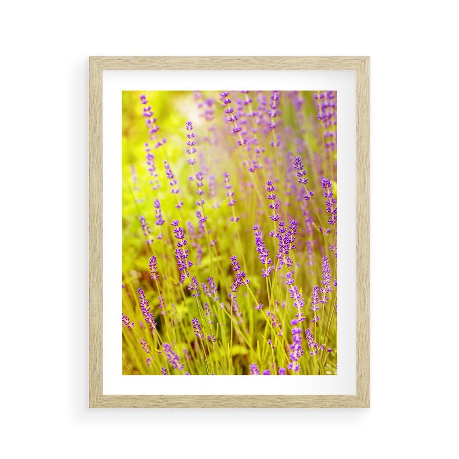 Plakat w ramie 40x50 - Delikatność natury - lawenda, kwiaty - rama drewno