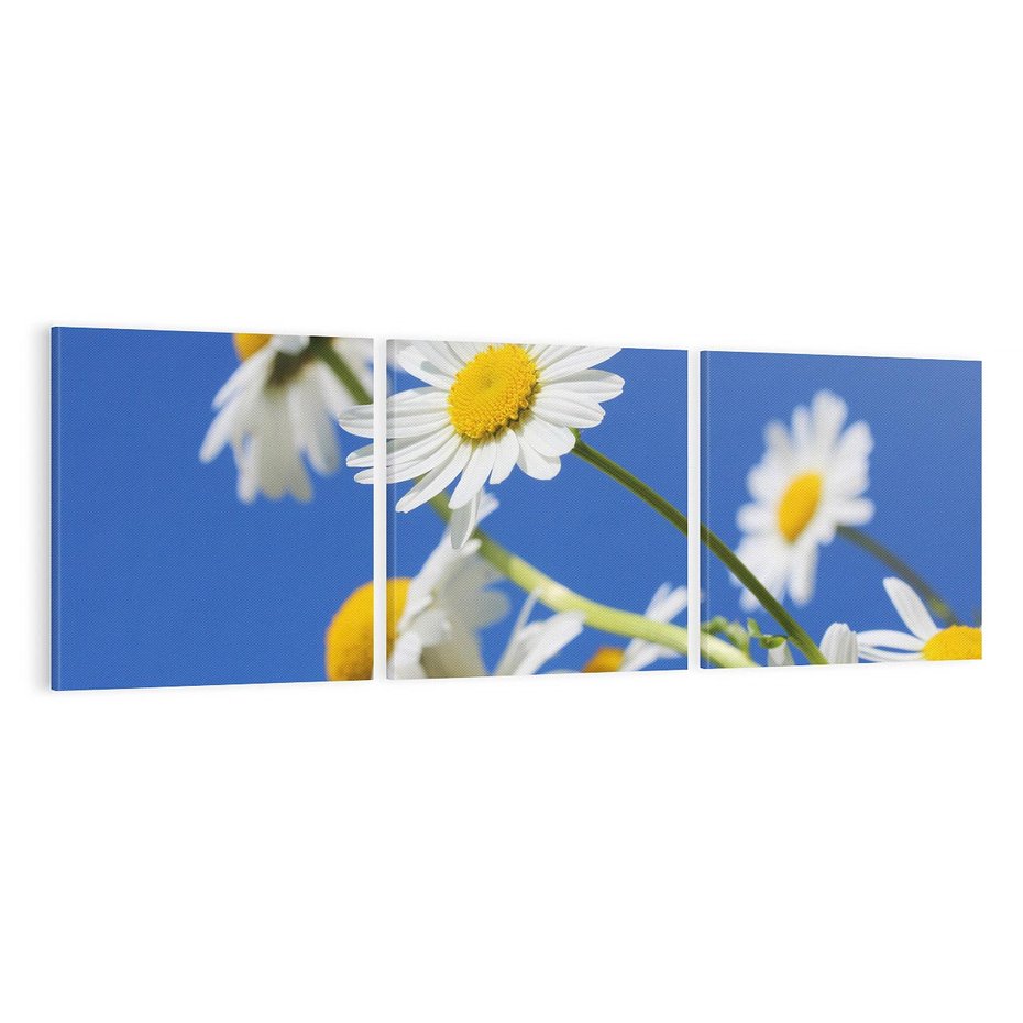 Obraz na płótnie 150x50 - Stokrotkowe pola - stokrotki, kwiaty