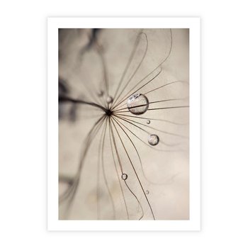 Plakat bez ramy 40x50 - Makro Uroda: Kropla na Dmuchawcu - zbliżenie makro, kropla wody na ziarenku dmuchawca