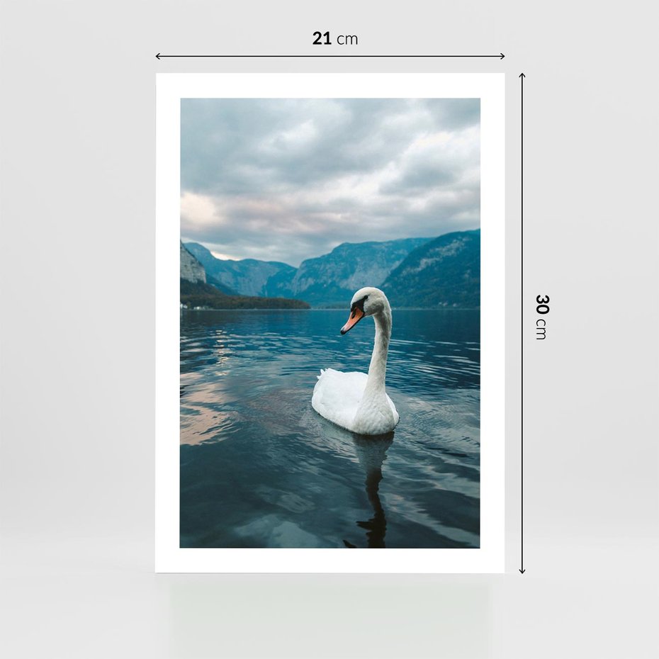 Plakat bez ramy 21x30 - Łabędzi Śpiew - fotografia, plakat