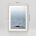 Plakat w ramie 50x70 - Spotkanie z Orką - morze, ocean - rama drewno
