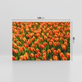 Obraz na płótnie 120x80 - Tulipanowa eksplozja - tulipany, kwiaty