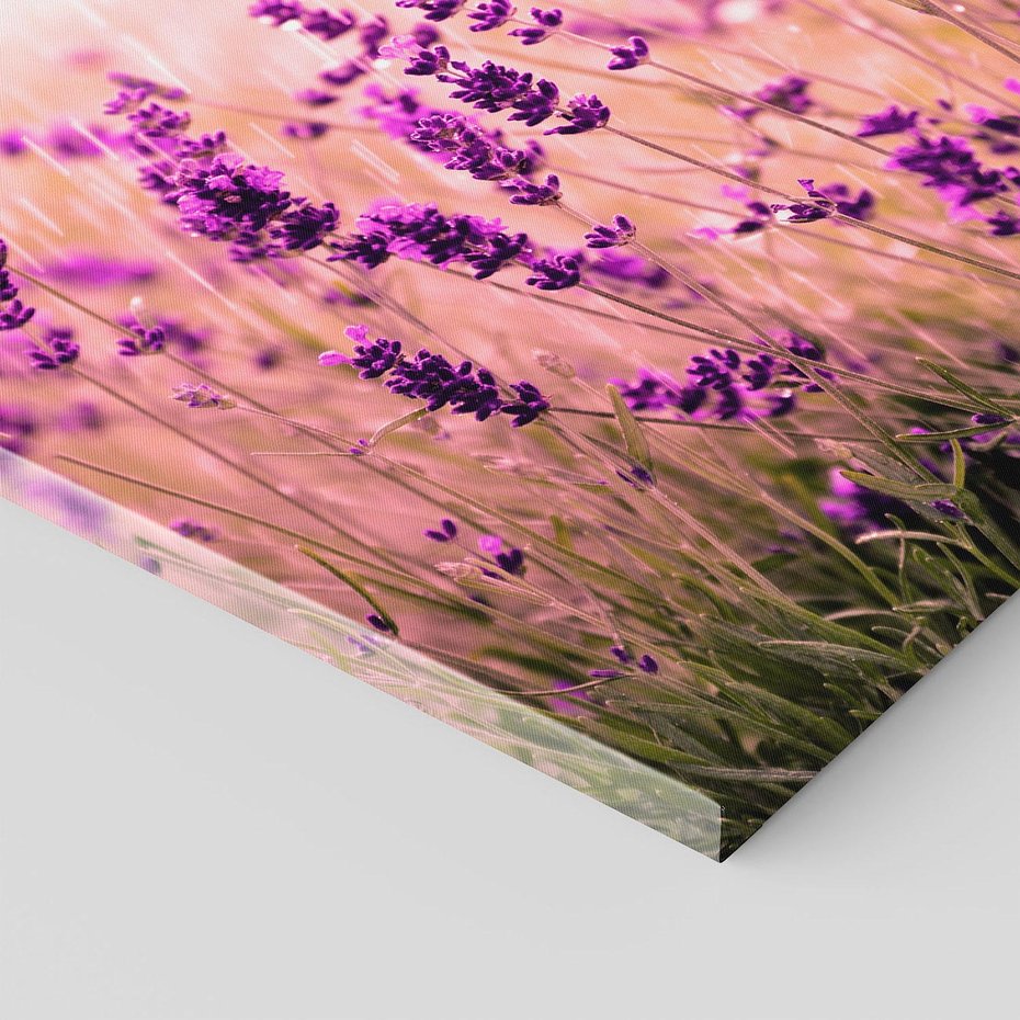 Obraz na płótnie 70x50 - Lawenda: Pachnące pole kwiatów - kwiaty, lawenda