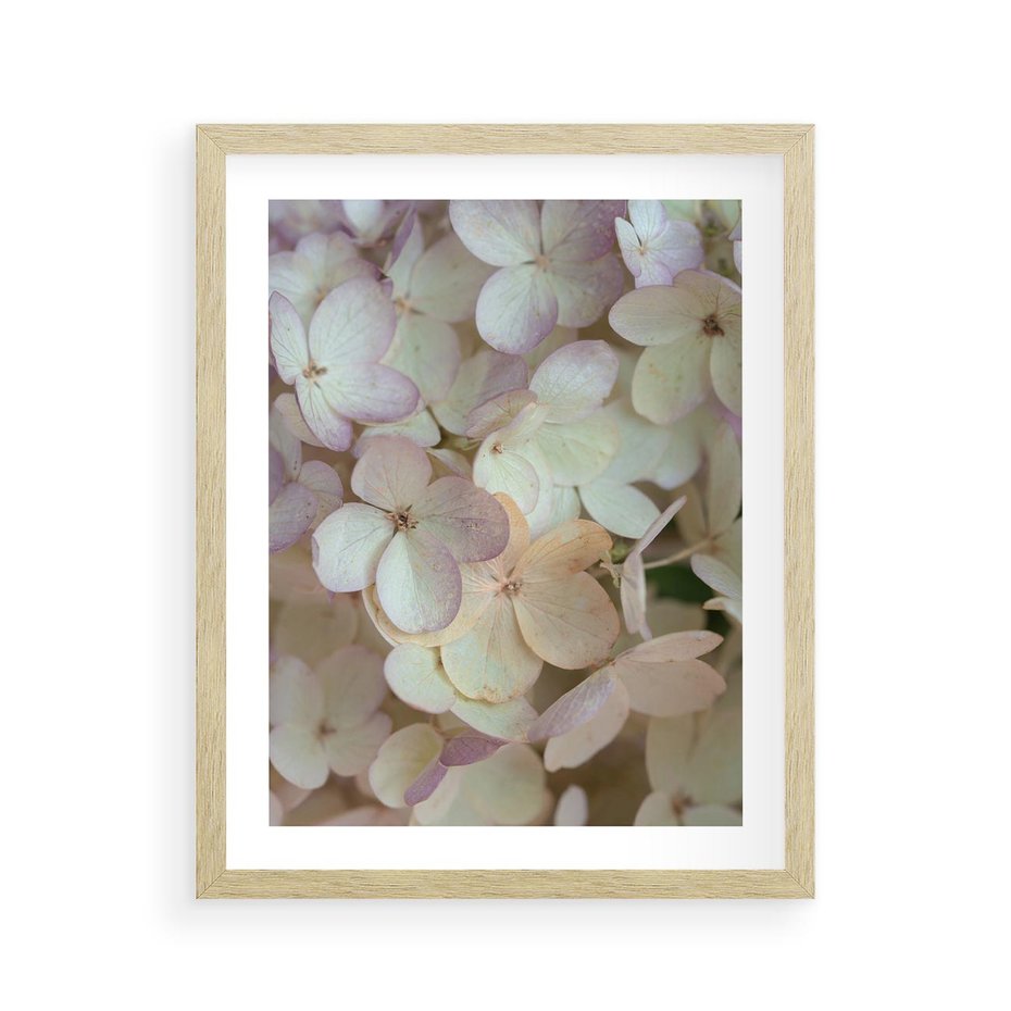 Plakat w ramie 40x50 - Kwiatowy taniec - kwiaty, hortensje - rama drewno