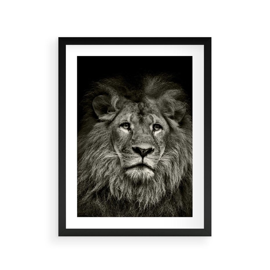 Plakat w ramie 30x40 - Moc lewego spojrzenia - lew, czarno - rama czarna