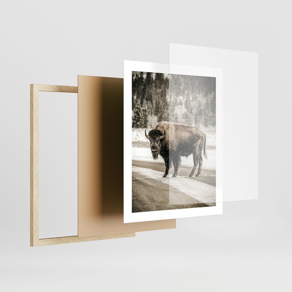 Plakat w ramie 40x50 - Spotkanie z Żubrem na Leśnej Drodze - żubr, las - rama drewno