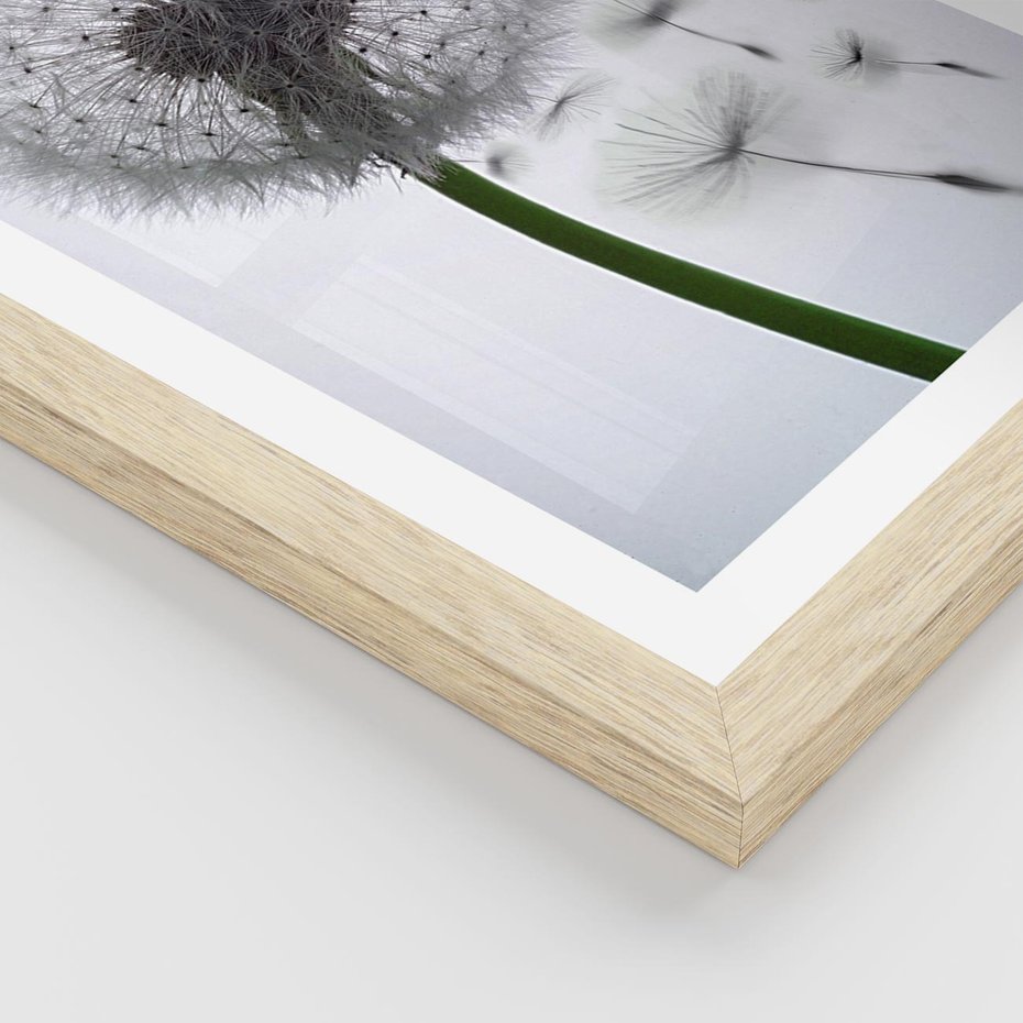 Plakat w ramie 40x50 - Lekkość Przemijania - dmuchawiec, makro - rama drewno
