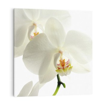 Obraz na płótnie 50x50 - Kwiatowe piękno - kwiat, kwiaty