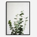 Obraz w ramie 50x70 - Żywa eukaliptusowa zieleń - eukaliptus, zielone - rama czarna