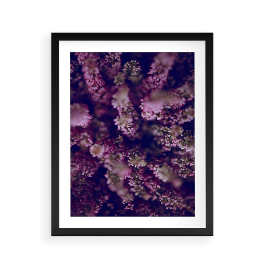 Plakat w ramie 40x50 - Wrzosowa Delikatność - wrzosy, kwiaty - rama czarna