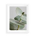 Plakat w ramie 50x70 - Eukaliptusowa zieleń - eukaliptus, zielone - rama biała
