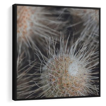 Obraz w ramie 50x50 - Ulotna Piękność Natury - makro, dmuchawce - rama czarna