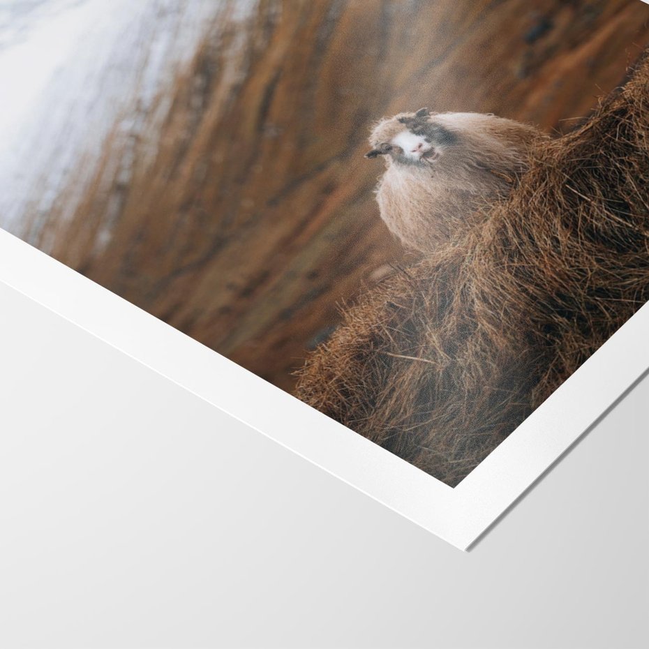 Plakat bez ramy 21x30 - Owiecka panorama - góry, owca