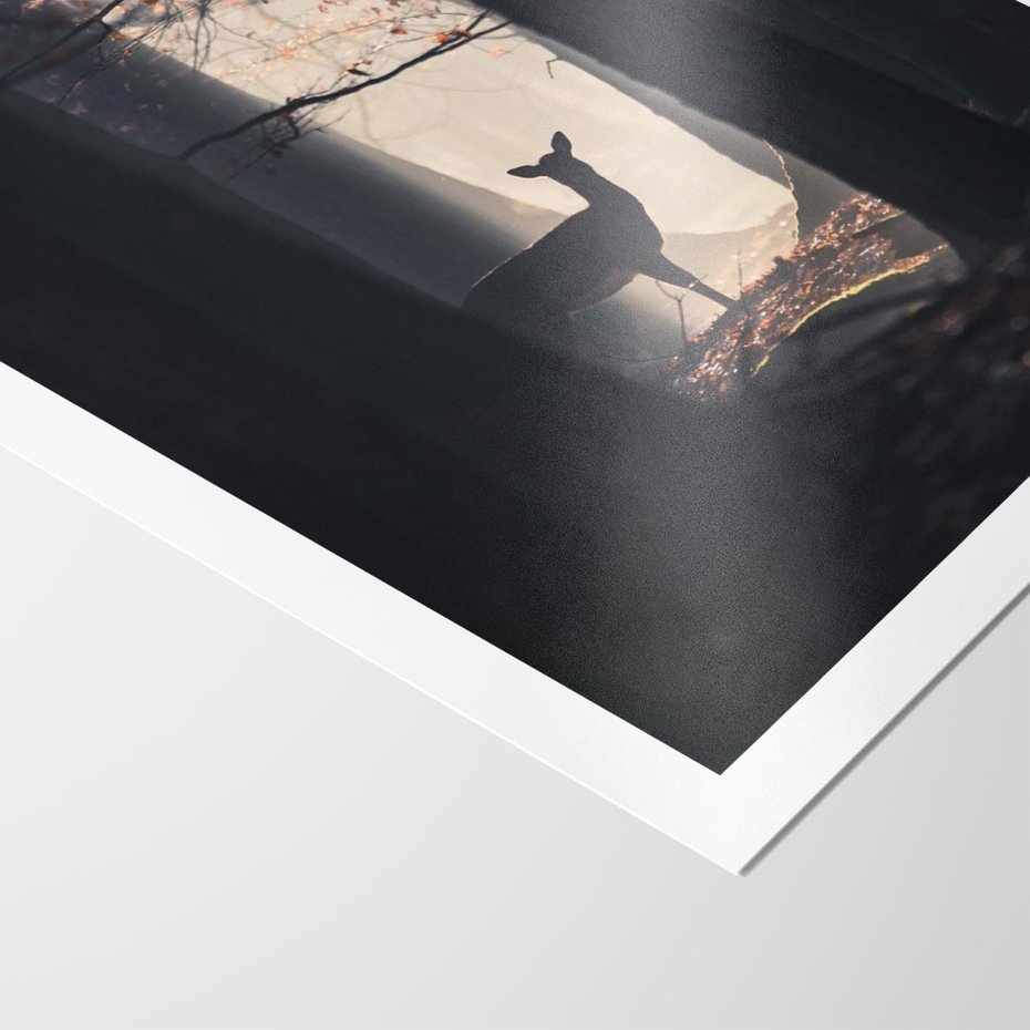 Plakat bez ramy 30x40 - Sarnie Skoki - zdjęcie, klimatyczny las