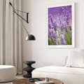 Plakat w ramie 40x50 - Urok lawendy - lawenda, kwiaty - rama biała