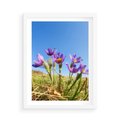 Plakat w ramie 50x70 - Kwiatowa siła łąki - kwiaty, łąka - rama biała