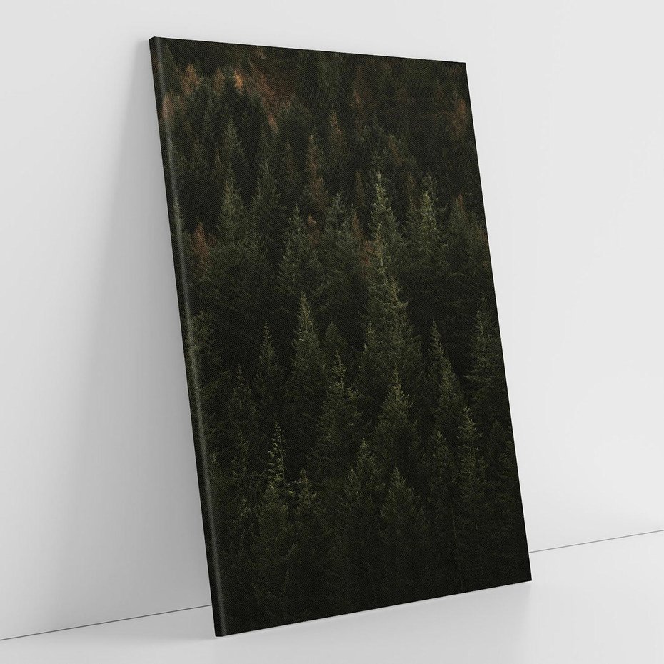 Obraz na płótnie 50x70 - Ciemny las iglasty - las, iglasty