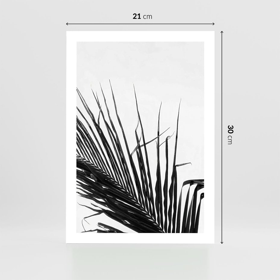 Plakat bez ramy 21x30 - Sztuka Natury: Monochromatyczna Palma - palma, czarno białe zdjęcie